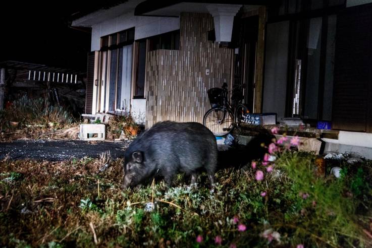Wildschwein auf Nahrungssuche im Garten eines verlassenen Hauses