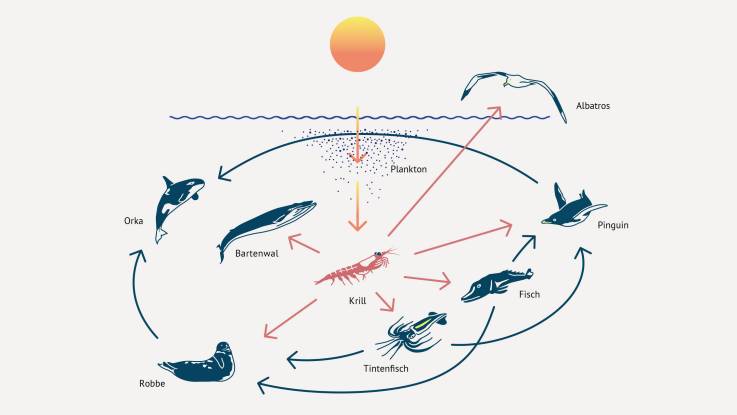 Illustration, die die Nahrungsabhängigkeiten mit Pfeilen visulaisiert. Bartenwale, Robben, Tintenfische, Fische, Albatrosse ernähren sich direkt vom Krill.