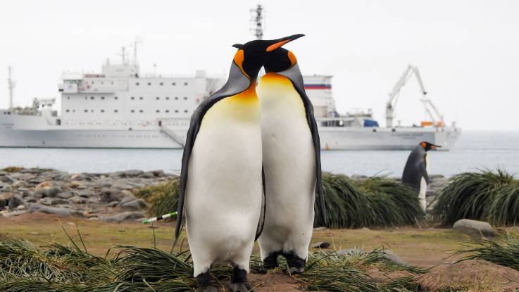 Zwei Königspinguine im Bildzentrum blicken in unterschiedliche Richtungen, im Hintergrund das Expeditionsschiff und ein davonlaufender weiterer Pinguin.