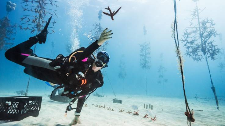 Eine Taucherin in einem submarinen Versuchs-Korallengarten greift nach einem abgebrochenen Korallenast.