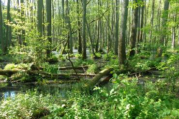 Ein grüner Wald auf wässrigem Grund