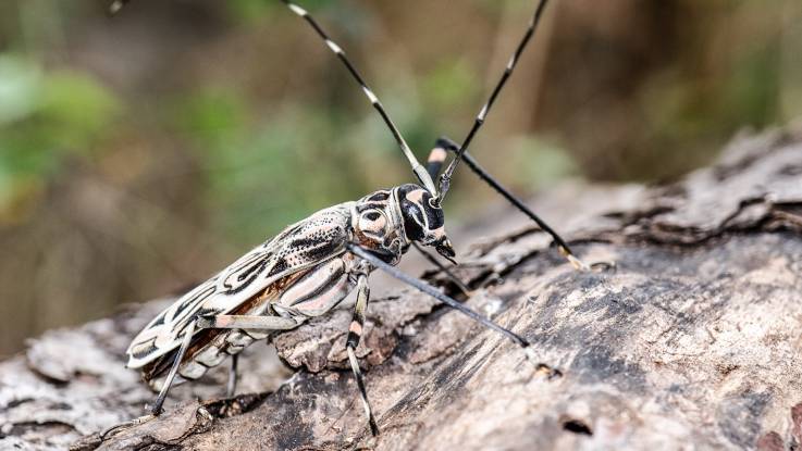 Ein schlanker Käfer mit langen Fühlern und Beinen, seine schwarzgrau gefleckten Flügeldecken verschmelzen visuell mit der Borke, auf der er sitzt.