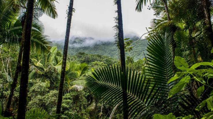 Blick über den El Yunque National Forest