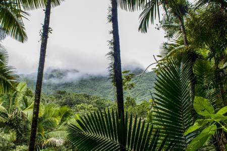 Puerto Rico El Yunque National Forest