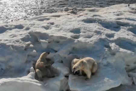 Auf einer zerklüfteteten, verschmutzten Eisscholle liegen zwei Eisbären, am Horizont sieht man eine Art Ölplattform.