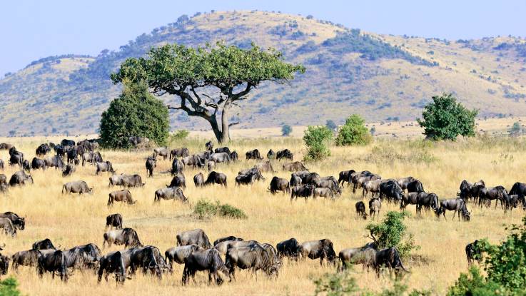In der Weite einer afrikanischen Savannenlandschaft stehen hunderte dunkelbraune Tiere, etwa so groß wie Rinder, im gelben Gras und äsen.