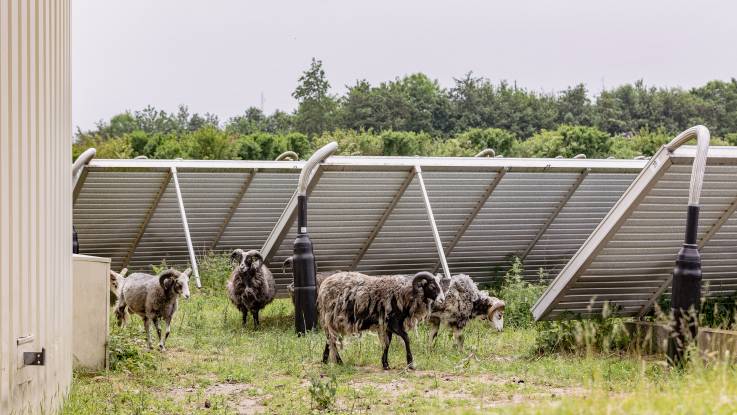 Auf einer Wiese stehen angewinkelte Solar-Kollektoren, dazwischen grasen Schafe mit Hörnern und zotteliger Wolle.