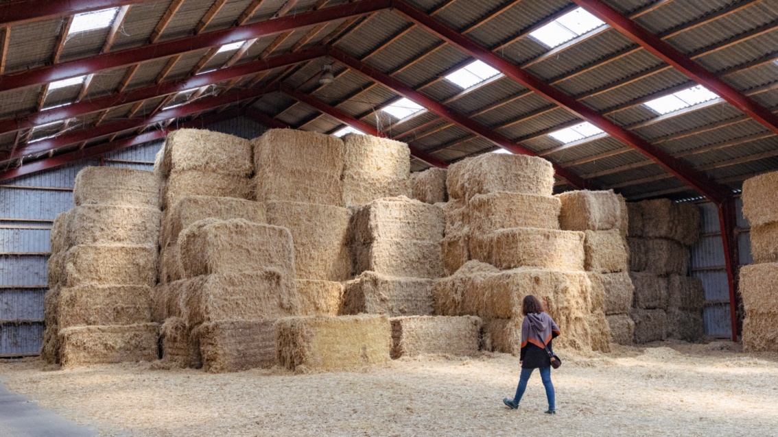 In a barn, large bales of straw are stacked just below the ceiling - daylight filters through skylights.