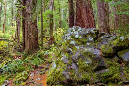 Duzende Bäume stehen dicht beieinander – der Waldboden und ein Fels sind mit Farnen und Moos überwuchert. 
