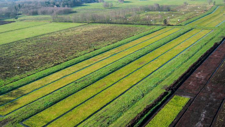 Luftbild einer Torfmooskultur. Die Felder sind unterschiedlich grün und von verschiedener Breite, der Boden sehr dunkel.