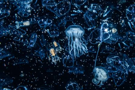 Plankton, Quallen und andere Wesen schweben im schwarzen Wasser.
