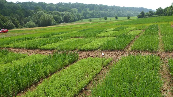 In einer hügeligen Landschaft liegt ein grünes Feld, das in rechteckige Beet unterteilt ist, zwischen denen Trittpfade verlaufen. 