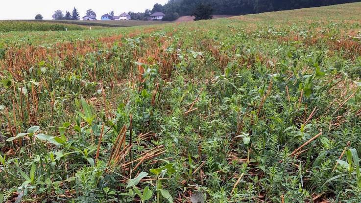 Auf einem Feld schieben sich die Triebe unterschiedlicher Pflanzen durch eine Schicht aus Pflanzenresten.