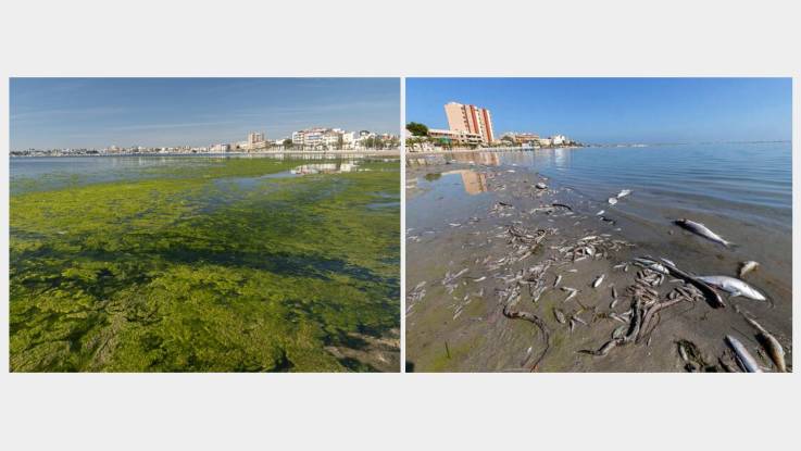 Zwei Aufnahmen nebeneinander: links ist ein veralgtes Gewässer zu sehen, rechts tote Fische am Strand. 