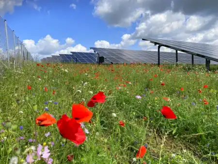 Am Rande eines Solarparks bunt blühende Wiesenblumen, darunter leuchtend roter Mohn