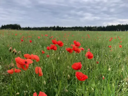 Auf einer Wiese rot leuchtende Mohnblüten, am Horizont unter bewölktem Himmel ein Wandrand