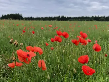 Auf einer Wiese rot leuchtende Mohnblüten, am Horizont unter bewölktem Himmel ein Wandrand