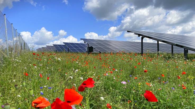 Blühende Wiese vor Solarpaneelen