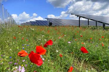 Blühende Wiese vor Solarpaneelen