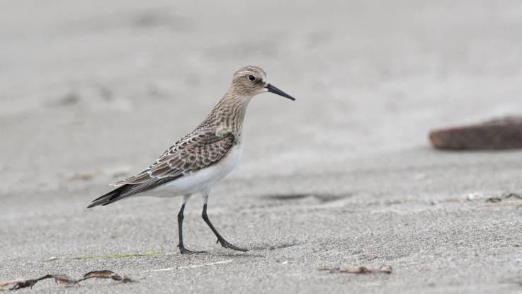 Am Strand stolziert ein Vogel