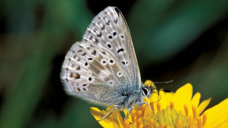 Ein Schmetterling sitzt auf einer gelben Blume