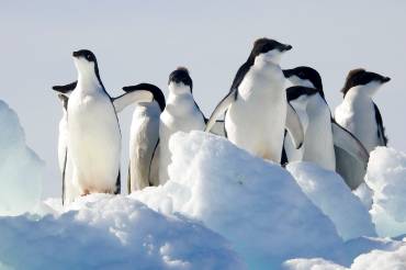 Etwa 10 kleine schlicht schwarz-weiße Pinguine von unten fotografiert.