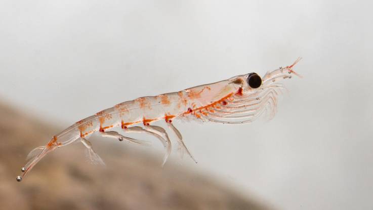 Ein langgestrecktes, fast durchsichtiges kleines Krebstier schwebt im Wasser.