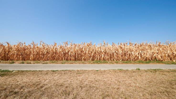 Hinter einer Wiese und einem Wirtschaftsweg ein Feldrand voller vertrockneter Maispflanzen.