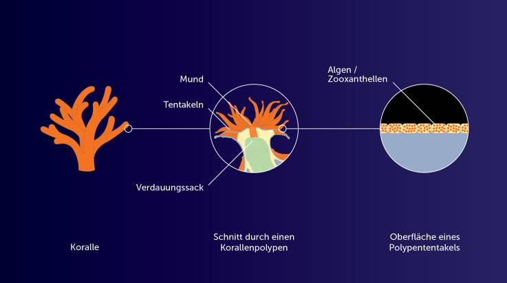 Infografik zur Erläuterung der Korallenbleiche