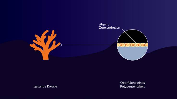 Infografik zur Erläuterung der Korallenbleiche