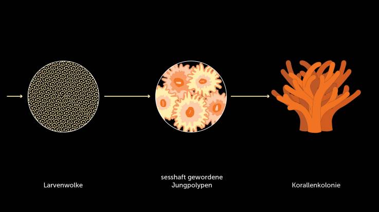 Die Larvenwolke, Jungpolypen, die aussehen wie Blumen, das Geäst von Korallen