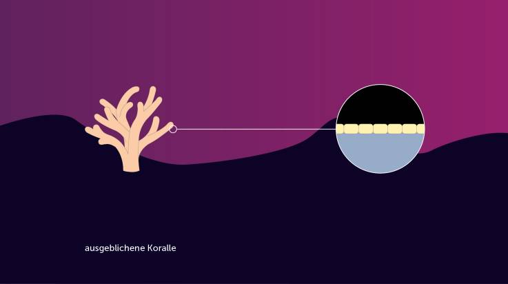 Infografik zur Erläuterung der Korallenbleiche