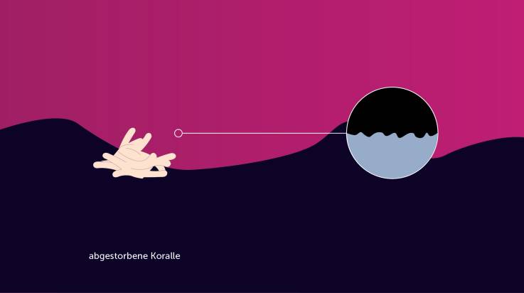 Infografik zur Erläuterung der Korallenbleiche