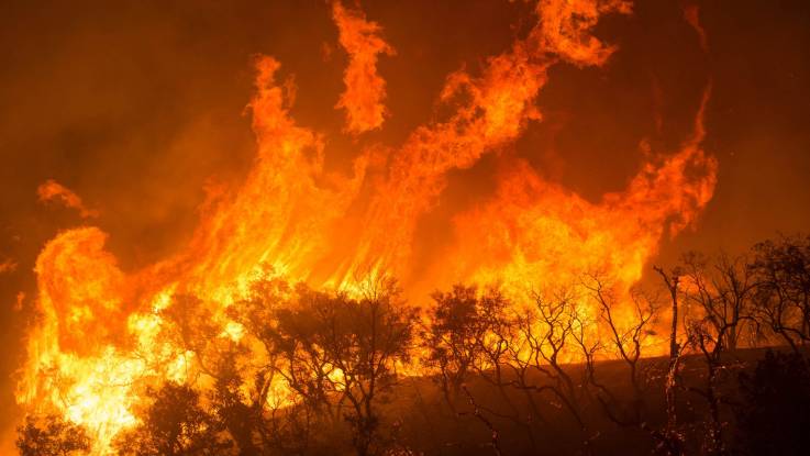 Orangerote Flammen erfassen Bäume.