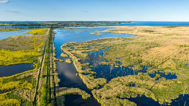 Luftaufnahme einer saftig grünen Moorlandschaft mit Gras, Bäumen und Büschen, die von Wasserflächen durchbrochen ist