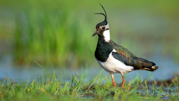 Ein Kiebitz steht in einer sumpfigen Landschaft. Der etwa taubengroße Vogel hat weißes Gefieder am Bauch und einen schwarzweiß gefiederten Kopf mit zwei schmalen Federn, die V-förmig vom Hinterkopf abstehen. Das Gefieder auf dem Rücken glänzt metallisch-schwarz-grün.