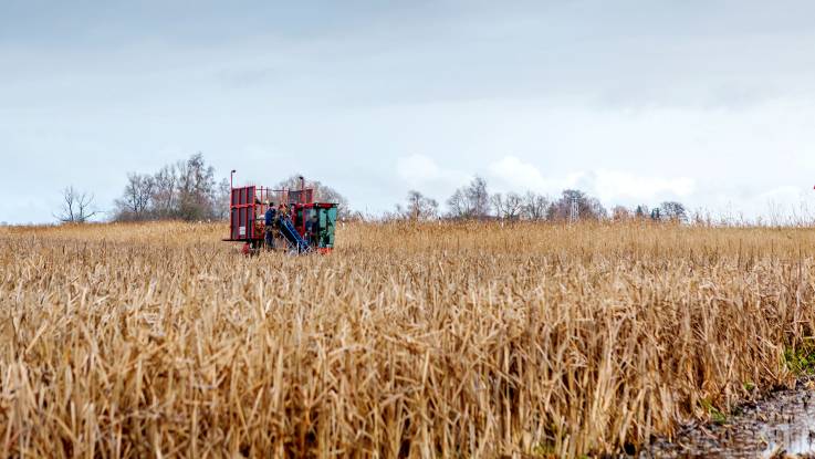 Ein Feld mit reifen, braunen Rohrbolbenpflanzen, die gerade von der Plattform eines kleinen Treckers aus geerntet werden.