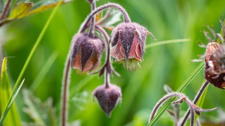 Eine Blütenpflanze mit vioetten Kelch- und  rosafarbenen Bütenblättern;  die Blüten hängen wie kleine Glöckchen nach unten.