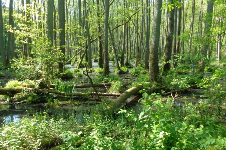 Ein grüner Wald auf wässrigem Grund