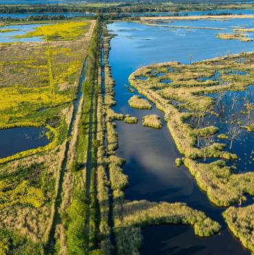 Luftaufnahme einer saftig grünen Landschaft mit Gras, Bäumen und Büschen, die von Wasserflächen durchbrochen ist