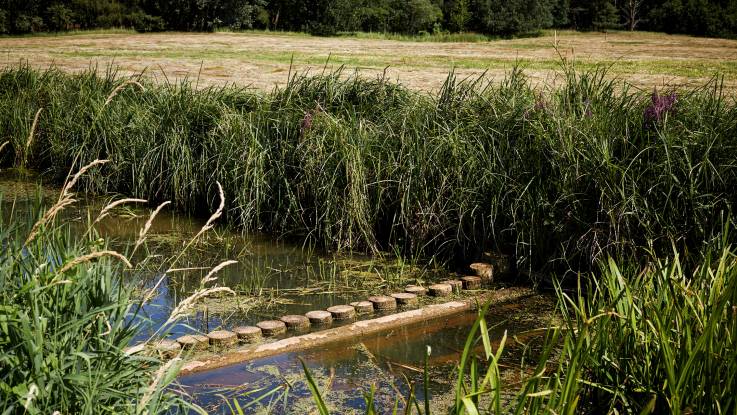 Eine Sperre aus Rundhölzern sorgt in einem Fließ dazu, dass das Wasser langsamer abfließt.Fließ