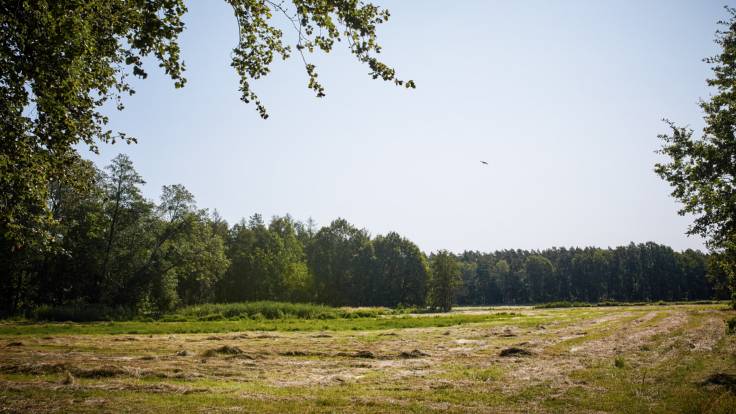 Eine frischgemähte Moorwiese, von Wald umgeben