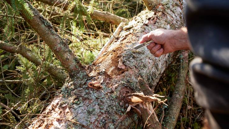 Eine Hand mit einem Taschenmesser, an einem gefällten Baum ist ein Stück Borke entfernt. 