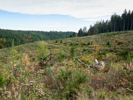 Eine hügelige Lichtung im Wald, auf der Baumstümpfe und niedriges Gestrüpp stehen.