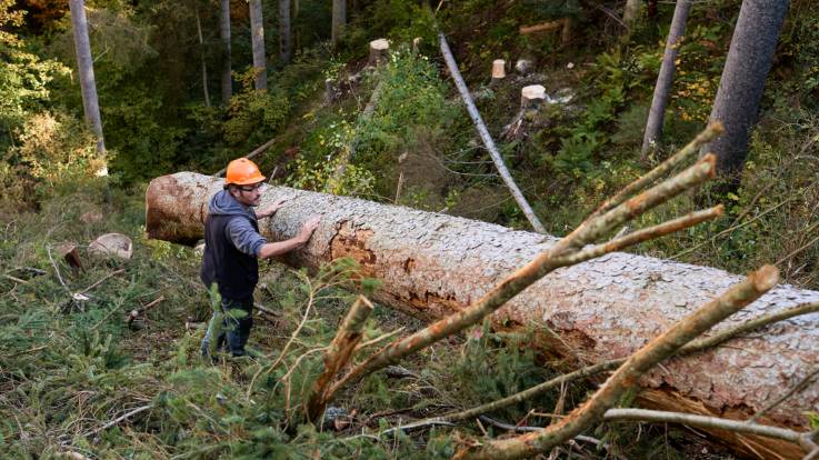 Ein gefällter Baum wird mit Hilfe einer Zugkette abtransportiert.