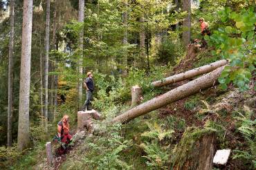 Ein Wald mit Waldarbeitern und umgesägten Bäumen