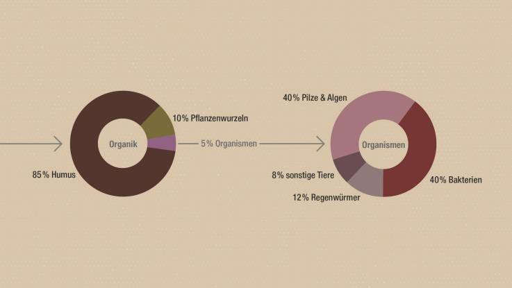 Grafik: Fünf Prozent der organischen Bodenbestandteile sind lebende Organismen; hauptsächlich Pilze, Algen und Bakterien, aber zu 20 Prozent auch Regenwürmer und weitere im Boden lebende Tiere.