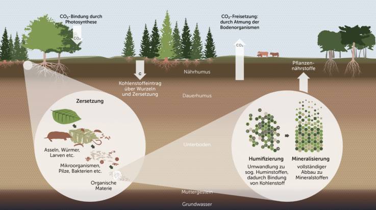 Illustration Kohlenstoffkreislauf: Bäume binden CO₂ durch Photosynthese; durch ihre Wurzeln wird Kohlenstoff in den Boden eingebraucht und dort durch Asseln, Würmer, Larven, aber auch durch Mikroorganismen in organische Materie umgesetzt (Humifizierung). Durch die Atmung der beteiligten Organismen wird CO₂ an die Bodenoberfläche gebracht. Vollständig zu Mineralstoffen abgebauter Kohlenstoff dient den Pflanzen außerdem als Nährstoff.