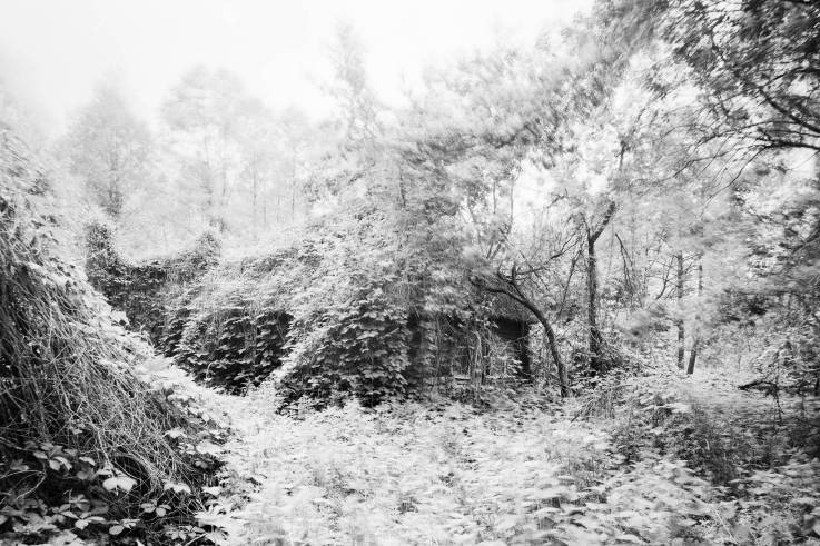 Schwarzweißaufnahme eines dicht verwachsenen verfallenden Holzhauses.