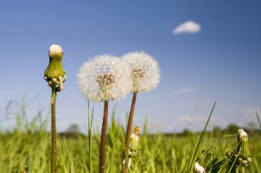 Blumenwiese mit Pusteblume